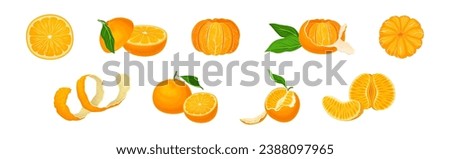 Mandarin Sweet Citrus Fruit with Bright Orange Peel and Lobule Vector Set
