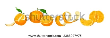 Mandarin Sweet Citrus Fruit with Bright Orange Peel and Lobule Vector Set