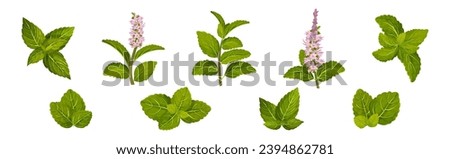 Green Mint or Peppermint Fresh Leaf Vector Set