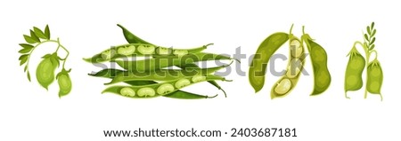 Grain Legume or Pulse Crop with Pod and Beans Vector Set