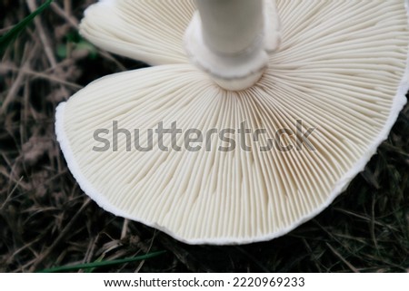 Close up of mushroom gills. Abstract nature background, macro shot of mushroom gills Stockfoto © 