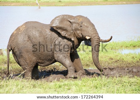 Elephant bull having a mud bath at Sable Dam in the Kruger National Park, South Africa.