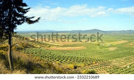 Similar – Image, Stock Photo Intensive olive plantation