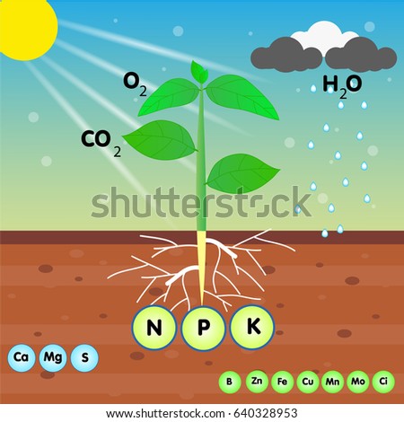 the nutrient of a plant Zdjęcia stock © 