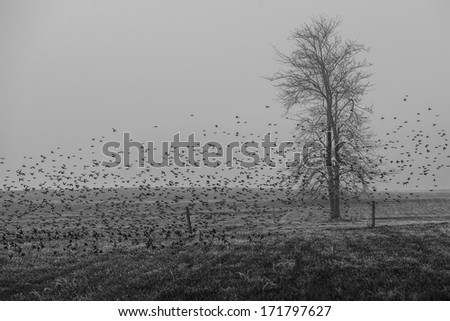 Black and white of a flock of blackbirds gathering in a foggy field with one lone bare tree.