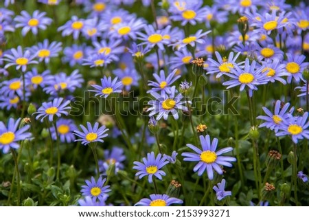 Similar – Image, Stock Photo Blue flowers of Cape Leadwort also known as Blue Plumbago or Plumbago Auriculata