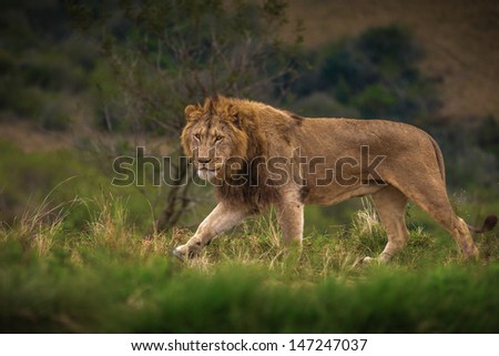 Male lion walking.