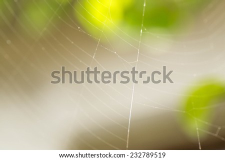 White spider web shine in the sunlight