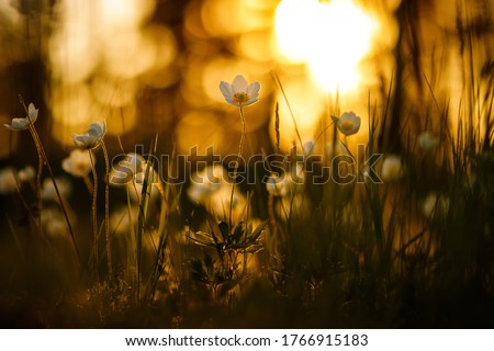 Forest Anemone Flowers at Sunset. White Anemone Nemorosa Flowers in the Forest. Wild Anemone, Windflowers, Wood Anemone, Thimbleweed.