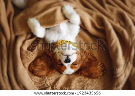 Funny Sleeping Cavalier King Charles Spaniel Puppy Face Photo stock © 