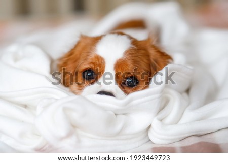 Cavalier King Charles Spaniel Puppy lies in a white blanket Photo stock © 