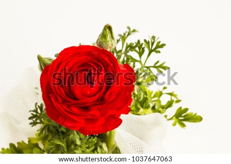 Wonderful,vivid red color peony flower on the white background with copy space.Eight March World Women's day or any special day to celebrate.Close up taken Stock fotó © 