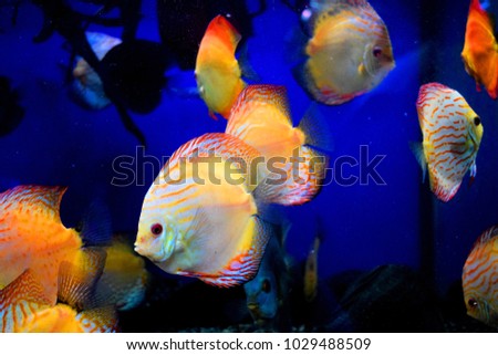 small tropical fish with a brightly coloured compressed body