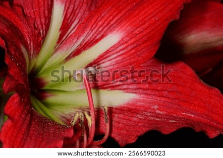 Similar – Image, Stock Photo blooming red lilies with green stems and leaves in the garden