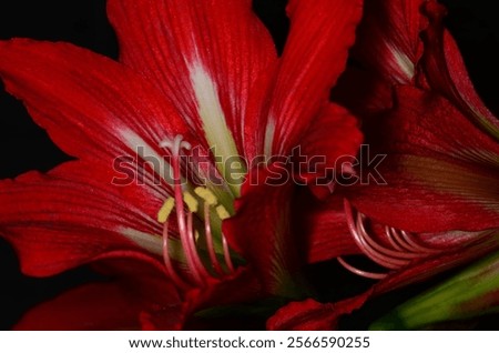 Similar – Image, Stock Photo blooming red lilies with green stems and leaves in the garden