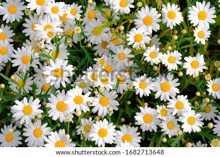white chamomiles on green grass background. Oxeye daisy, Leucanthemum vulgare, Daisies, Dox-eye, Common daisy, Dog daisy, Moon daisy. Gardening concept.