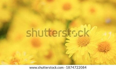 Similar – Image, Stock Photo Chamomile by the wayside