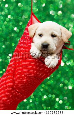 Christmas present, puppy - Cute labrador puppy in a Christmas sock