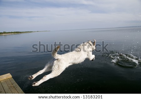 Similar – Foto Bild Jagdhund holt einen Vogel in Schottland