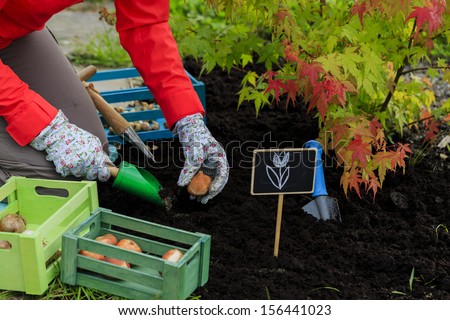 Similar – Image, Stock Photo Crop woman with hyacinth seedling in pot