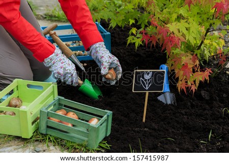Similar – Image, Stock Photo Crop woman with hyacinth seedling in pot