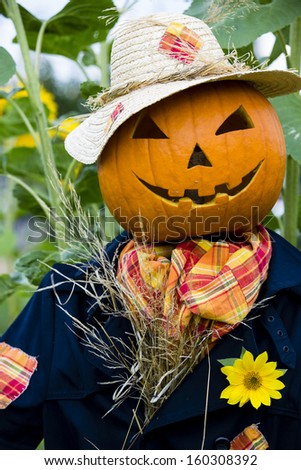 Scarecrow in the garden - Autumn harvests, Thanksgiving vegetable, Halloween