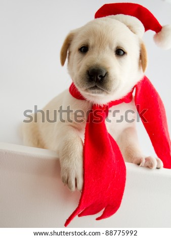 Christmas puppy in a Santa hat
