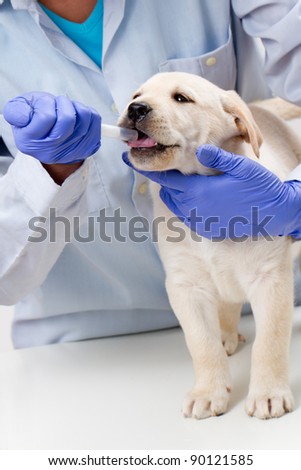 Veterinary  is giving the medicine to the puppy of the labrador
