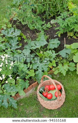 Vegetables garden  - basket of harvested vegetables in the garden