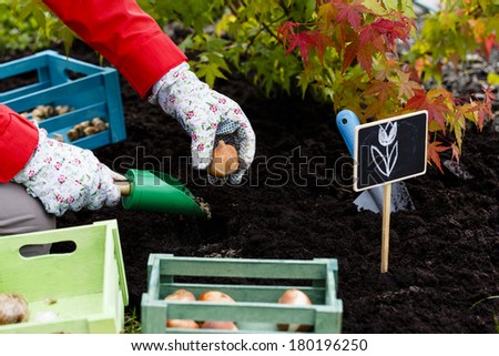 Similar – Image, Stock Photo Crop woman with hyacinth seedling in pot