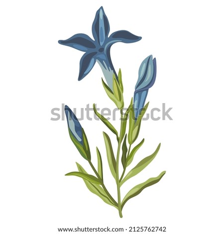 Blooming branch of Gentiana ciliata. Fringed gentian. Gentianopsis crinita. Greater fringed gentian. Blue gentian. Isolated vector illustration.