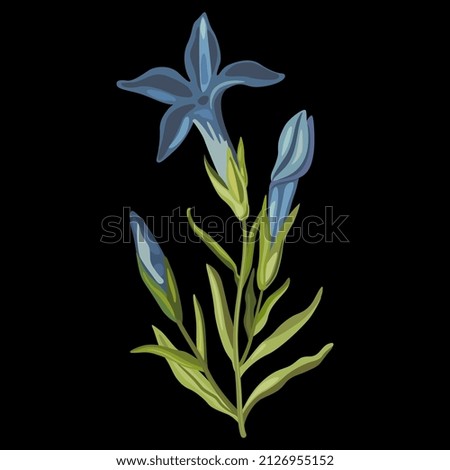 Blooming branch of Gentiana ciliata. Fringed gentian. Gentianopsis crinita. Greater fringed gentian. Blue gentian. Isolated vector illustration. On black background.