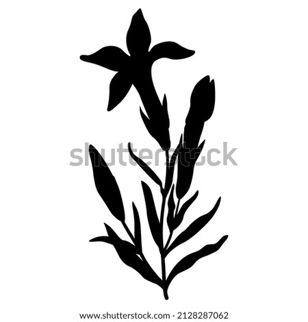 Blooming branch of Gentiana ciliata. Fringed gentian. Gentianopsis crinita. Greater fringed gentian. Blue gentian. Black silhouette on white background. Isolated vector illustration.