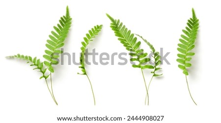 Image, Stock Photo Fern leaves in woods on sunny day