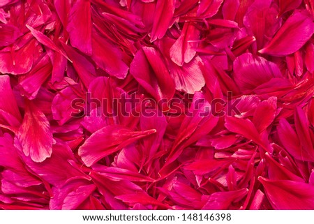 Bright pink peony petals background in the form of placer.