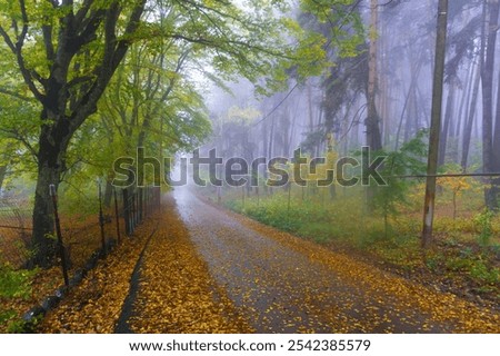 Similar – Image, Stock Photo The fog goes through forest