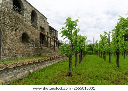 Similar – Image, Stock Photo Vineyard on a cloudy day