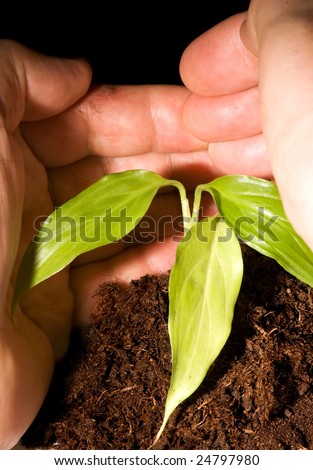 Man protecting a small plant in hand
