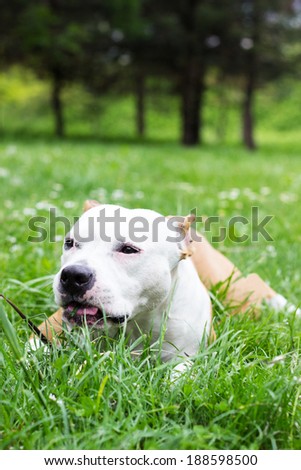 Dog eat grass