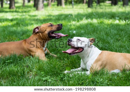 Two best friends dog lying and resting in the park