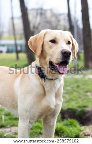 Beautiful Labrador dog waiting for someone