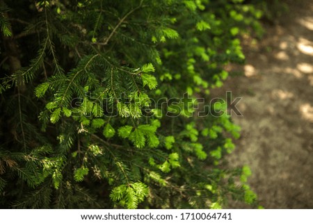 Image, Stock Photo svelte Bushes Plant