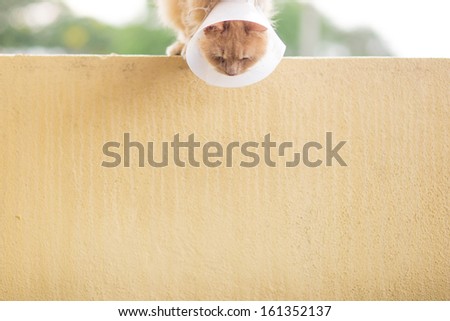 Sick cat with collar cone trying to jump