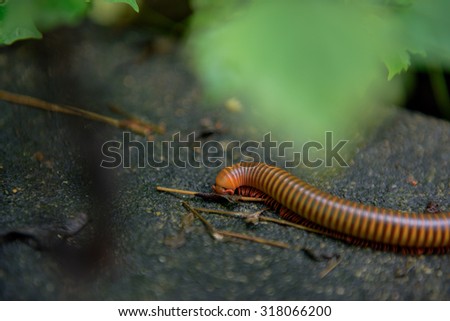 the small world of millipede