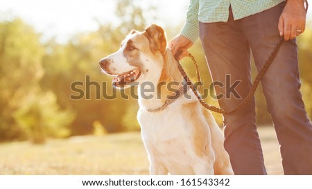 Man and central Asian shepherd walk in the park. He keeps the dog on the leash.