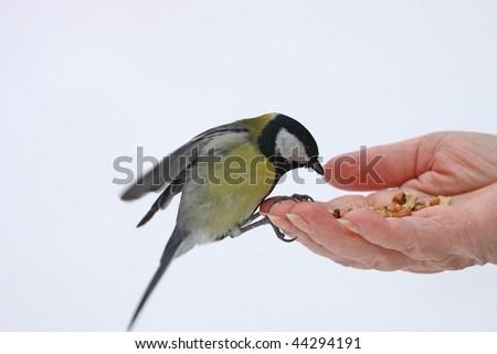 open hand and greater titmouse