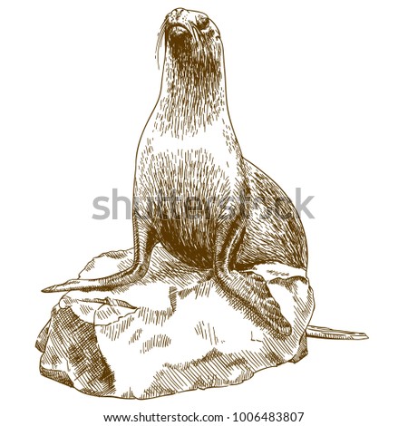 Vector antique engraving drawing illustration of female sea lion isolated on white background