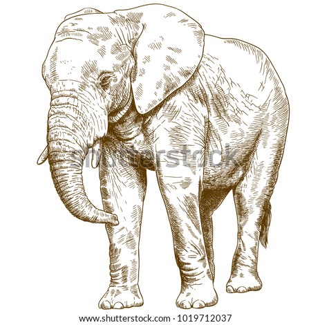 Download Elephant Drawing Trunk Up At Getdrawings Free Download