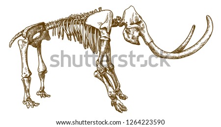 Vector antique engraving drawing illustration of mammoth skeleton isolated on white background