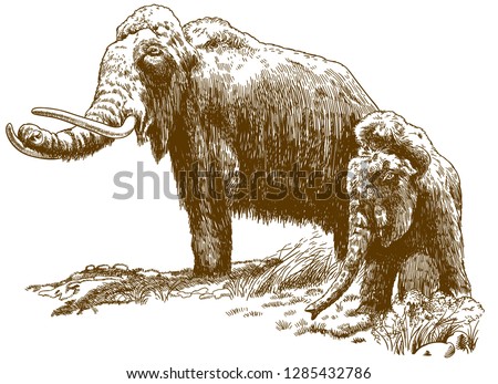 Vector antique engraving drawing illustration of two woolly mammoths isolated on white background